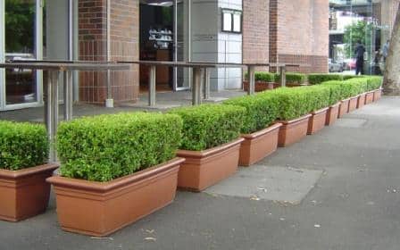 Plant Rental for Special Events Greater Sydney Area