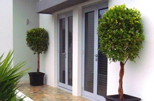 emerald-topiary-pair2-entry-rentagarden