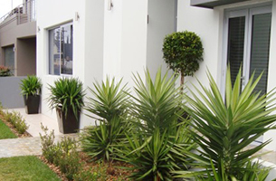 yuccas-emerald-topiary-entry-rentagarden